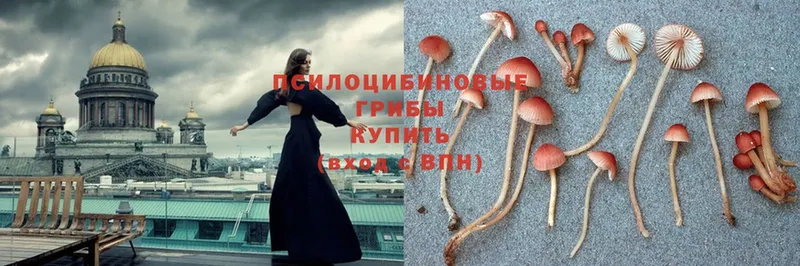 Псилоцибиновые грибы мухоморы  где купить   OMG вход  Сясьстрой 